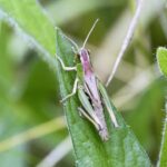 Meadow Grasshopper