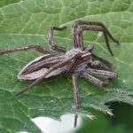 Silver-sided Sector Spider