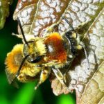 Tawny Mining Bee