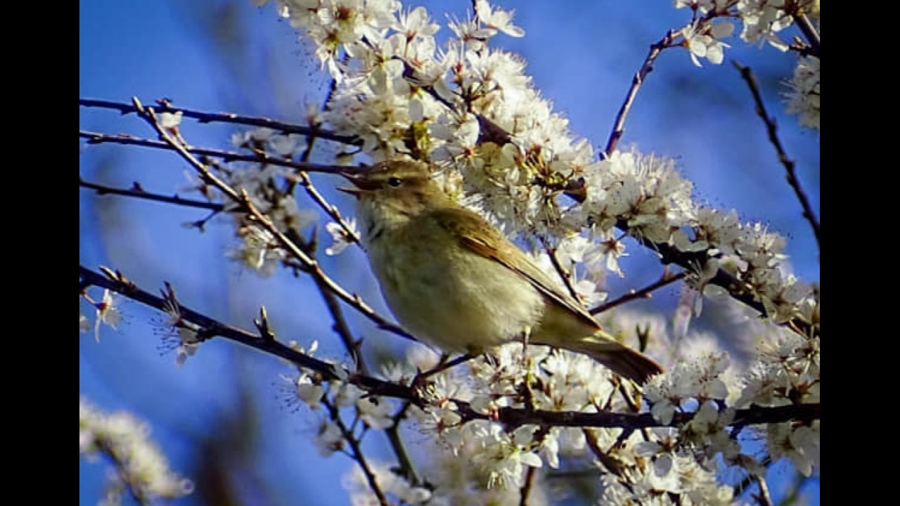 Willow Warbler